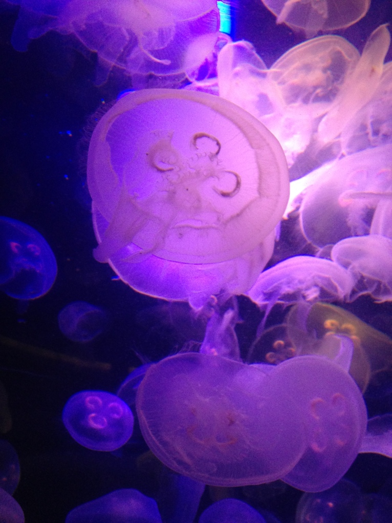 Jellyfish closeup 2